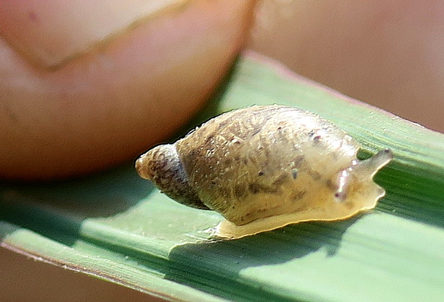 oxyloma elegans?